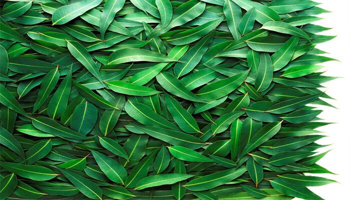 Eucalyptus leaves