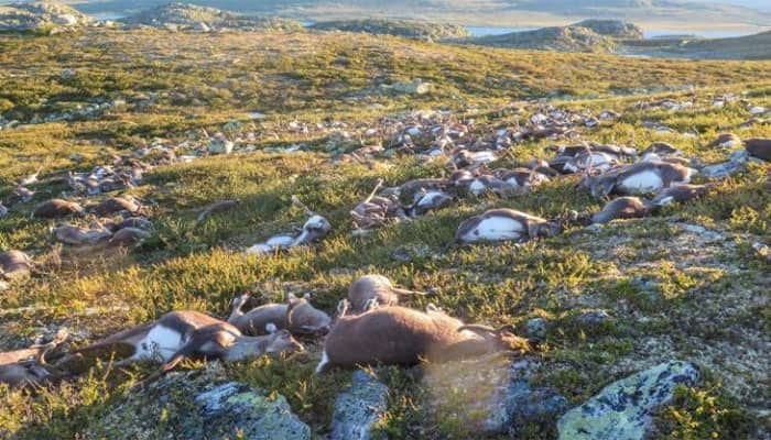 Horribly Sad! Single lightning strike kills 323 reindeers in Norway