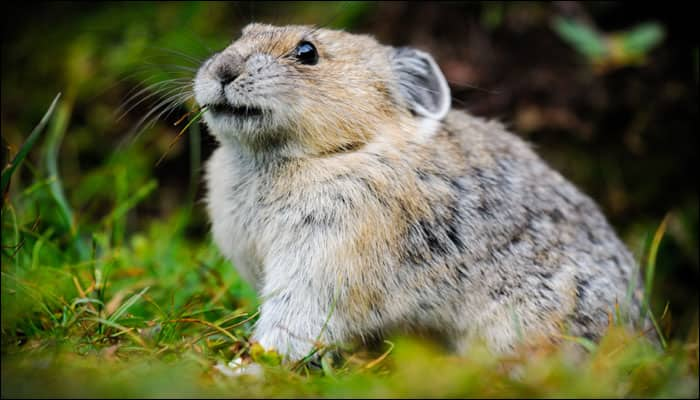 Climate change victimizes American Pika species; study reveals future extinction!