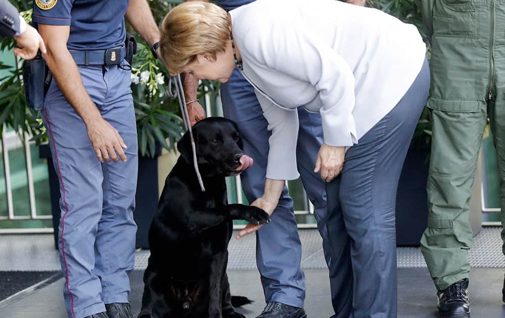 German Chancellor Angela Merkel shakes the paw of Leo, the black Labrador retriever who helped pull out 4-year-old Giorgia Rinaldo from under the rubble of the town of Pescara del Tronto following an earthquake that ravaged central Italy German Chancellor Angela Merkel shakes the paw of Leo, the black Labrador retriever who helped pull out 4-year-old Giorgia Rinaldo from under the rubble of the town of Pescara del Tronto following an earthquake that ravaged central Italy