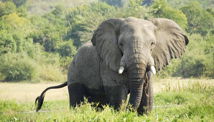 Appalling! Thirty percent African elephants annihilated in 7 years