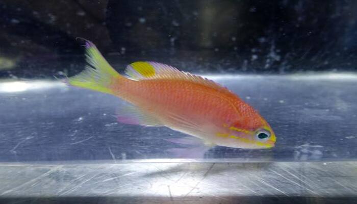 This newly discovered fish will be named after Obama!