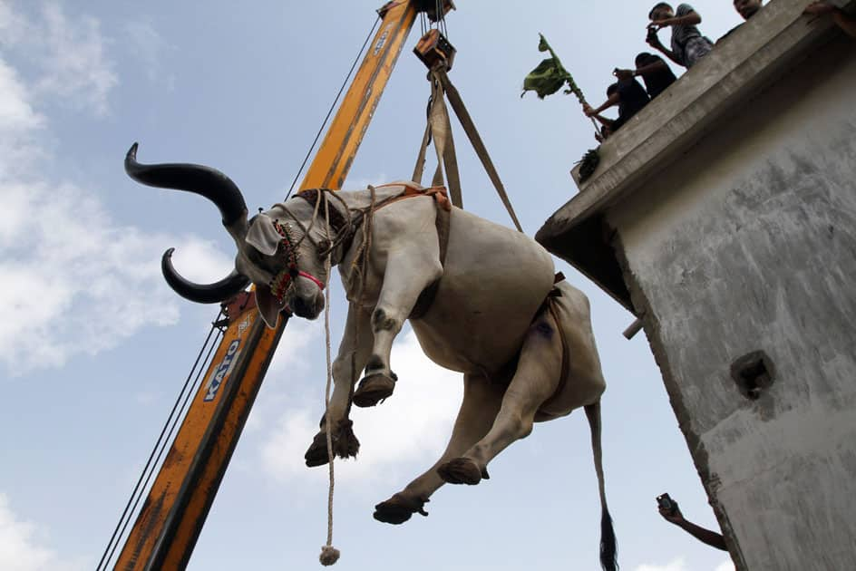 crane to bring down a bull