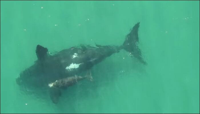 Watch video: Drone footage captures rare sighting of baby white whale with its mother!