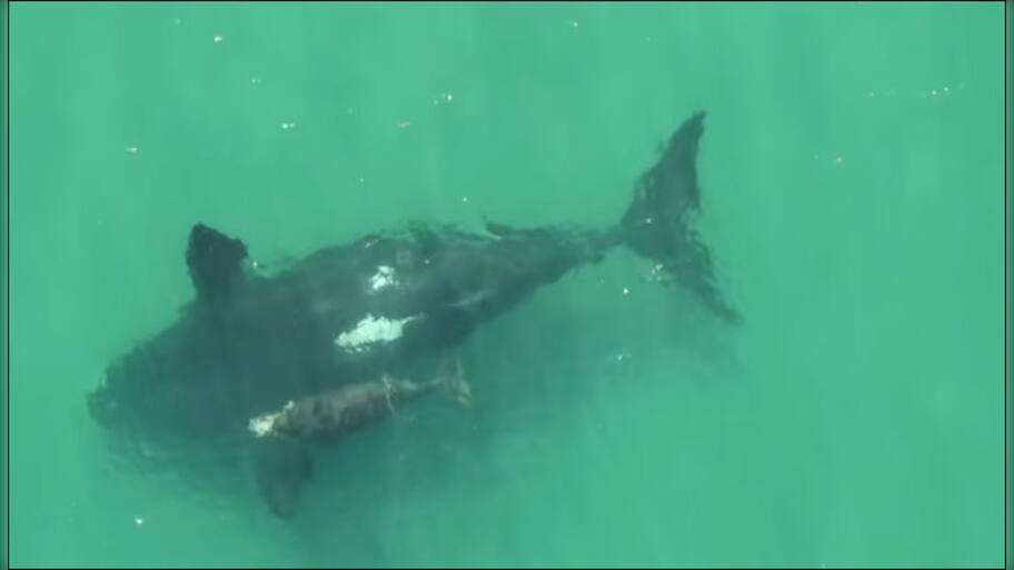 Watch video: Drone footage captures rare sighting of baby white whale ...