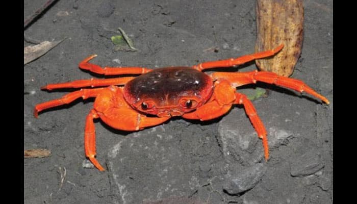 New crab species discovered in Chinese pet market New crab species discovered in Chinese pet market