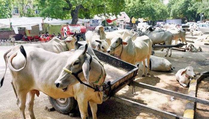 Seven biryani samples collected from Haryana&#039;s Mewat test positive for beef, says report