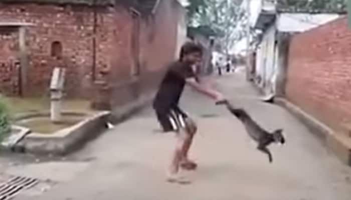 Shocking! Chandigarh youth spins dog, tosses it against wall - Viral Video