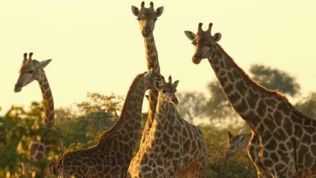 Giraffe genetics uncovers four separate species