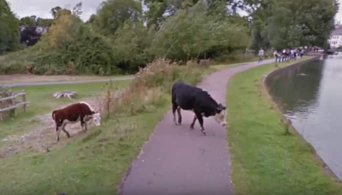 Privacy matters! Now cows too get same care from Google Street View – WATCH Viral Video