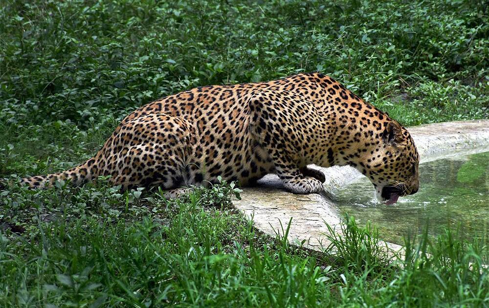 A leopard quenches its thirst at the zoo in Surat