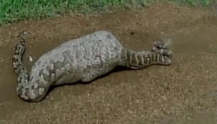 20-feet long python swallows blue bull in Gujarat