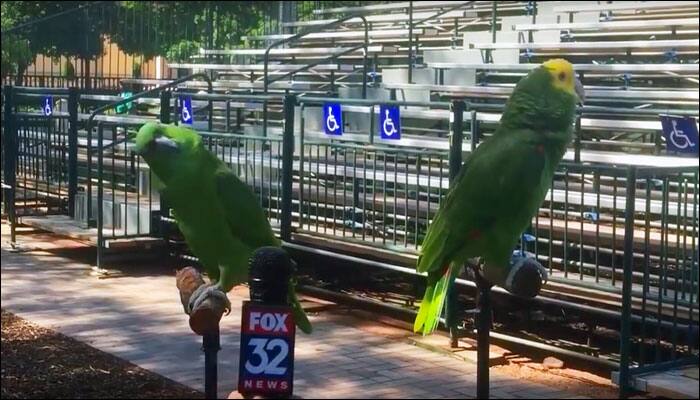 Watch video: Reporter goes to interview two parrots – This is how they responded!