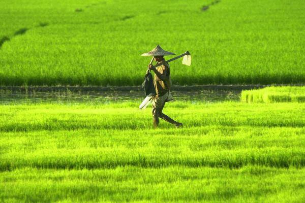 Kharif foodgrain output seen at record 135 MT, pulses up 57%