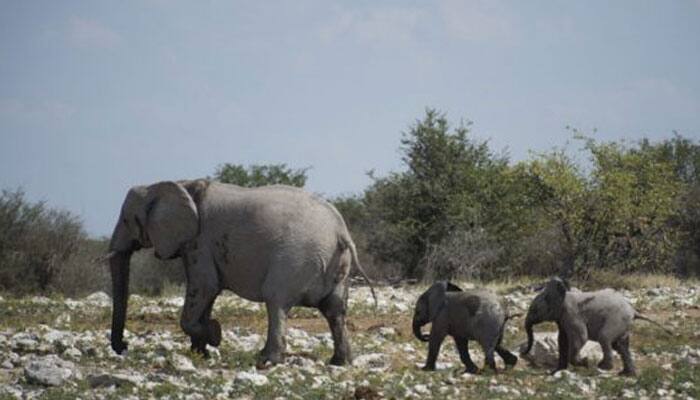 African elephants &#039;suffer worst decline in 25 years&#039;