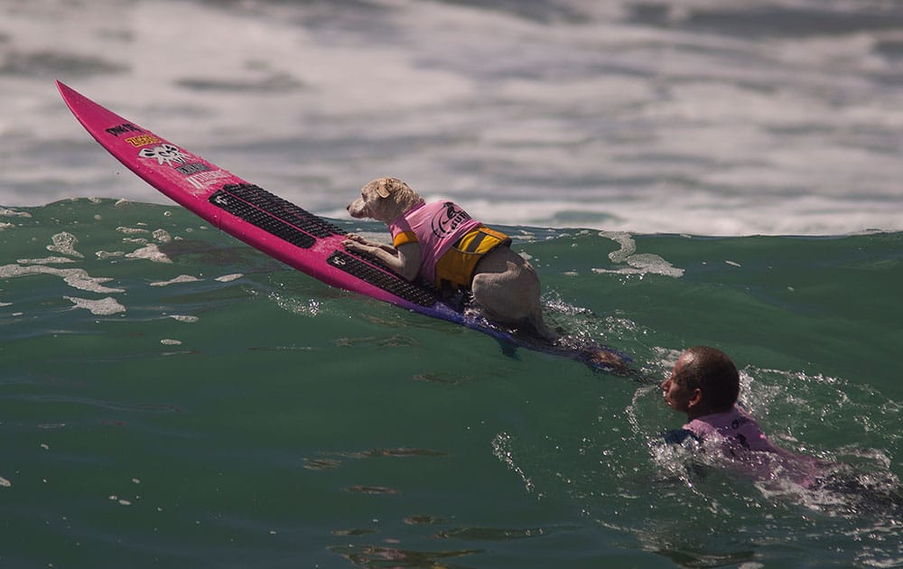 A surfing dog