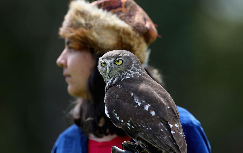 A bird of prey is seen during the Medieval Faire at St Ives Showgrounds in Sydney, Australia