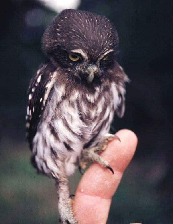 Owlet