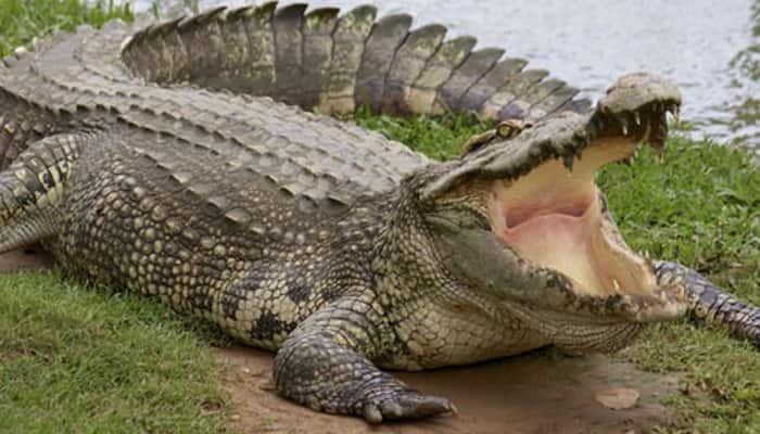 Crocodiles on the prowl in UP&#039;s Etawah, villagers fear for life
