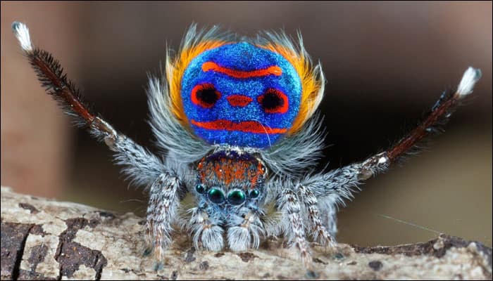 Your arachnophobia may just rise a notch: Seven new species of Peacock spiders discovered!