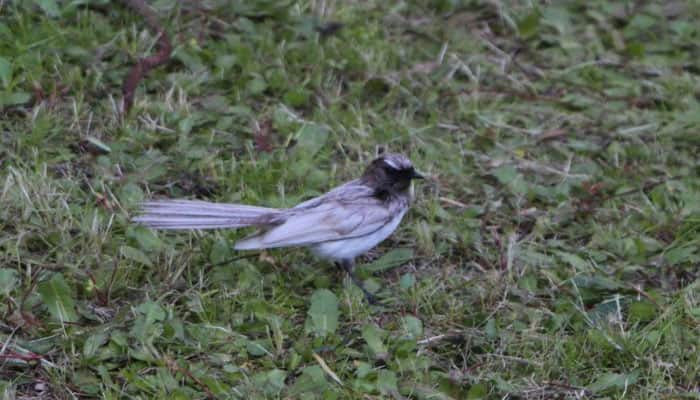 In a first, extremely rare white bird graces Australia!