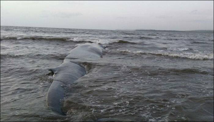 42-feet-long dead Bryde’s whale washes ashore Guhaghar beach in Maharashtra