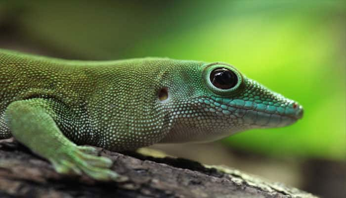 Gecko&#039;s owe their sticky feet to microscopic hair!