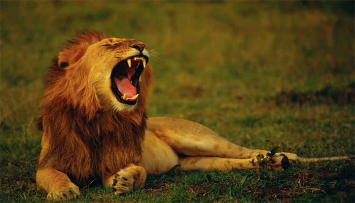 Longer yawns may correlate to bigger brain size, claims study