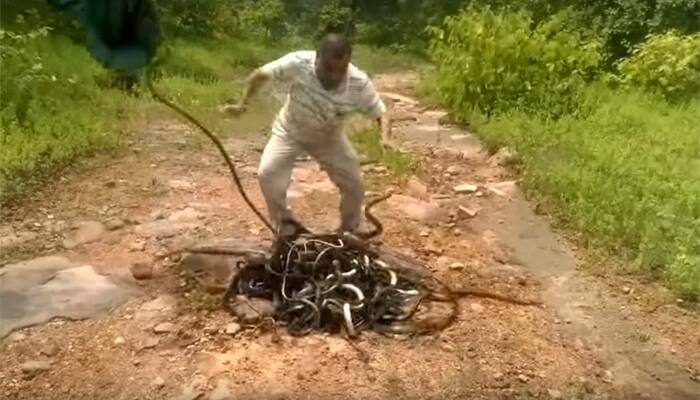 Man releases hundreds of poisonous snakes to wild at once — WATCH video