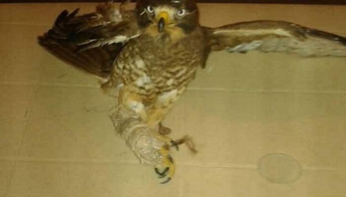 BSF catches Pakistan trained falcon from Anupgadh near International Border
