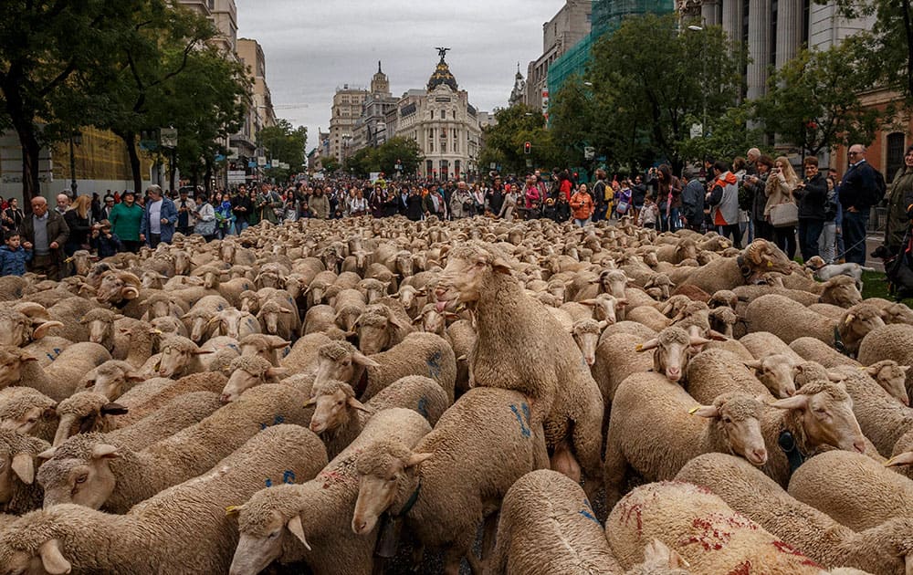 Shepherds lead their sheep through the centre of Madrid