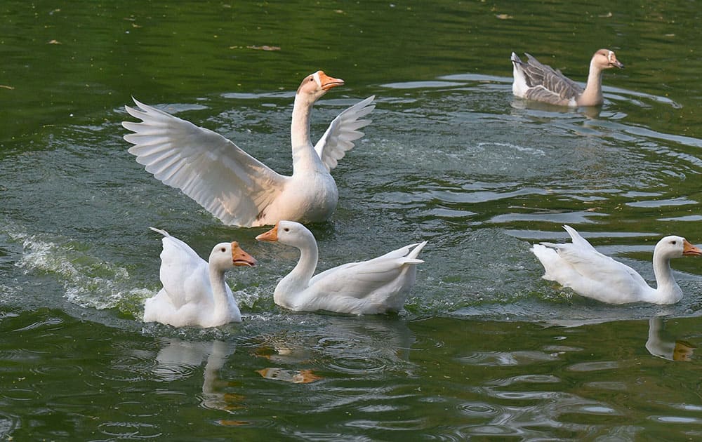 Ducks at Lodi Garden