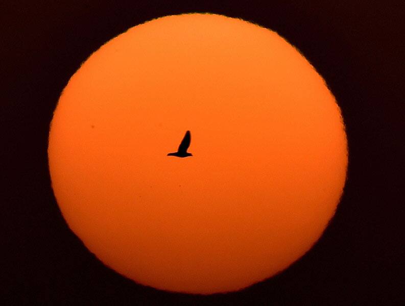 A bird flies past a setting sun 
