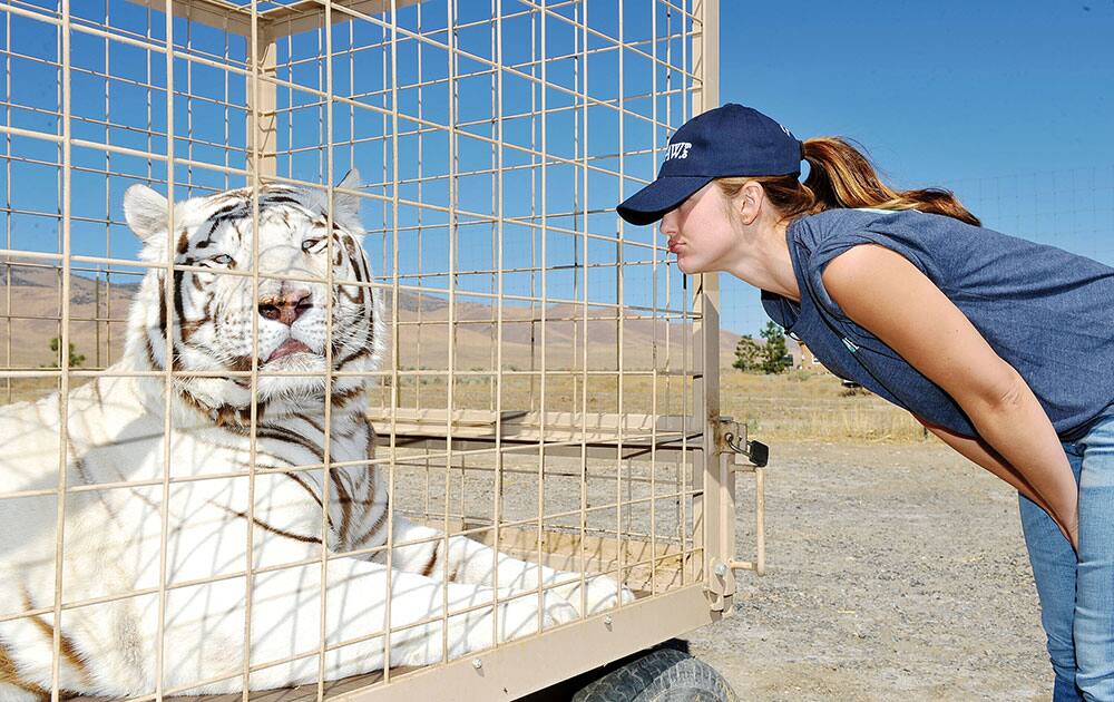 Minka Kelly Visits Rescued Lions, Tigers And Other Big Cats With the IFAW 