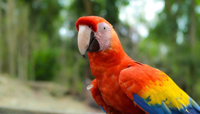 Mouthy parrot reveals husband&#039;s secret affair with housemaid, repeats smutty chats