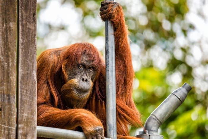 At 60, is this orangutan the world&#039;s oldest?