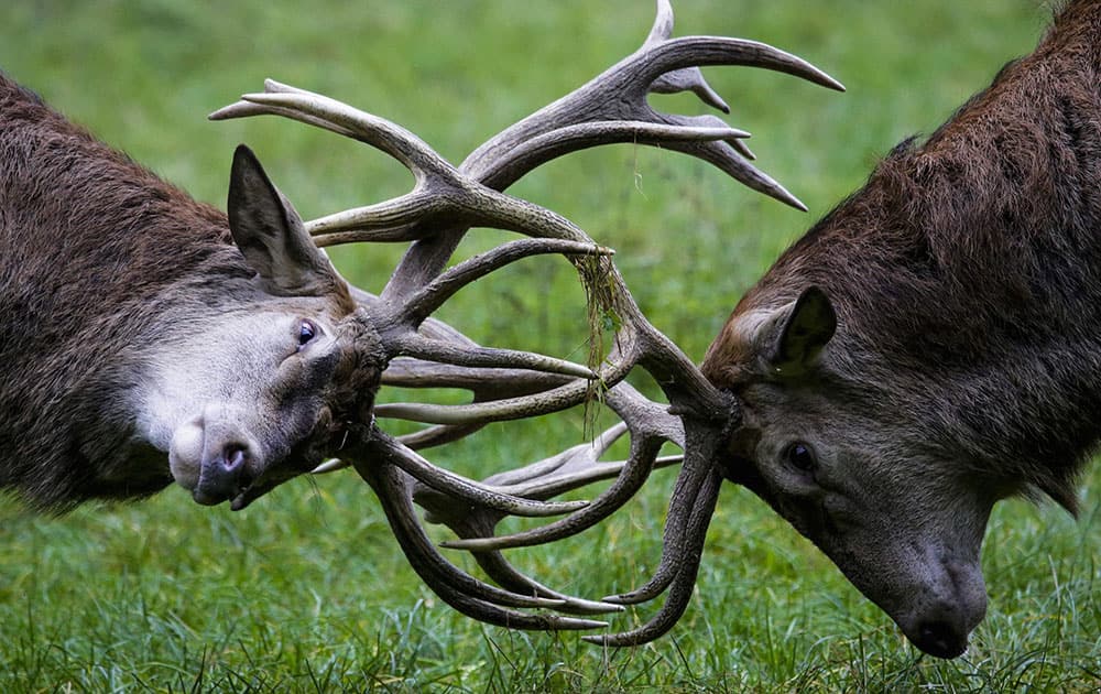 Red deer fight during the rutting season at a wildlife park