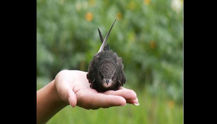 This little bird can ceaselessly fly for ten months