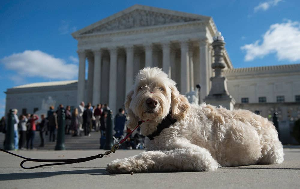 Wonder, the retired service dog for Ehlena waits outside the Supreme Court