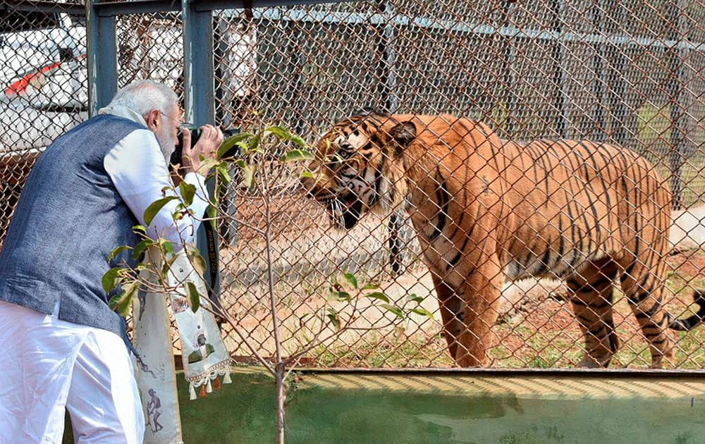 Prime Minister Narendra Modi taking picture of a tiger during Jungle Safari at Nandan Van in Naya Raipur