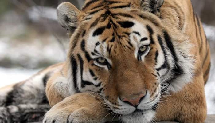Tiger found dead in Bandhavgarh Tiger reserve