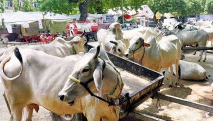 Two imprisoned for cow slaughter in Uttar Pradesh
