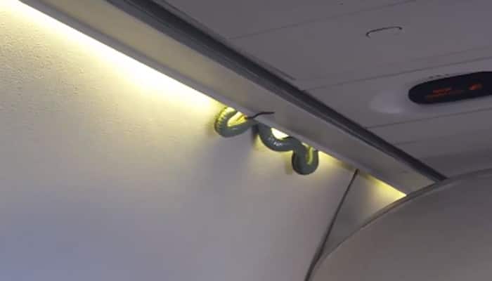 Creepy video: Snake drops from luggage bin on the floor on a Mexico plane - Watch