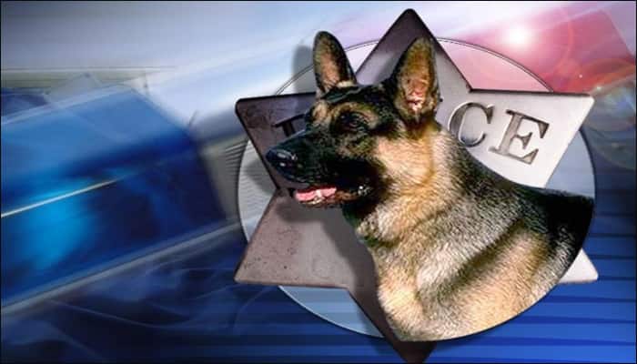 UK police dog dies while searching for intruder