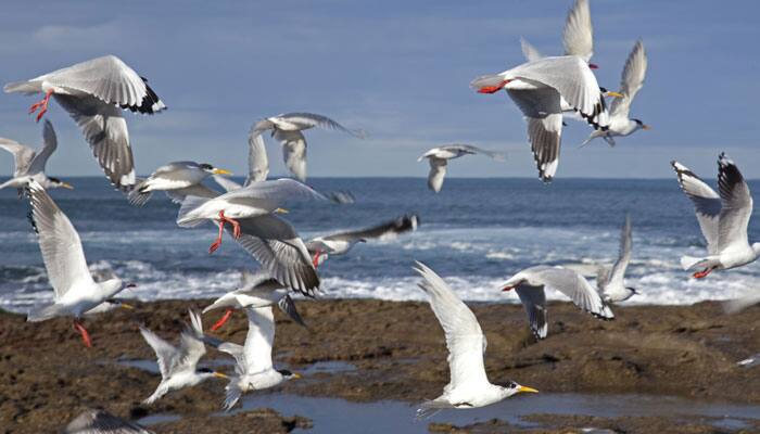 Ever wondered why seabirds consume plastic? Here&#039;s a clue