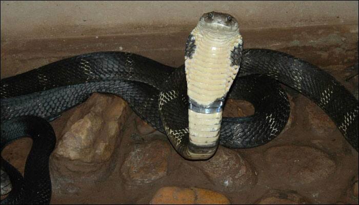 16-foot-long King Cobra rescued from tiger reserve in Odisha! - Watch video