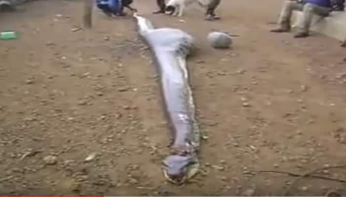OMG! Locals cut open giant snake... guess what comes out next – this viral video crossed over 2 lakh views