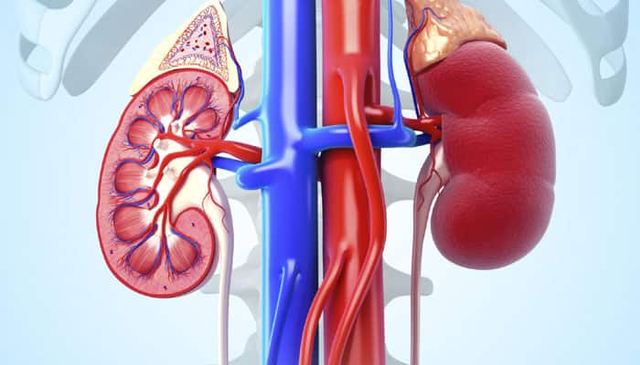 Kidney failure: Know these conditions and factors that increase your risk!