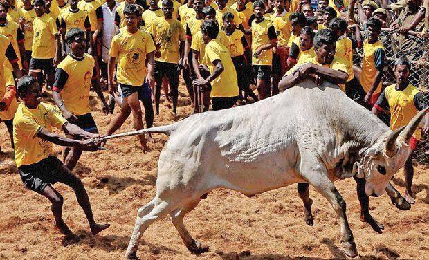 Jallikattu: SC finds no ground to allow bull taming sport in Tamil Nadu, rejects review petition