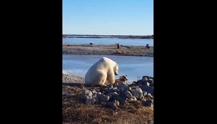 Unbelievable! Huge polar bear cuddles dog in Canadian wilderness – this viral video gets over 30 lakh views Watch